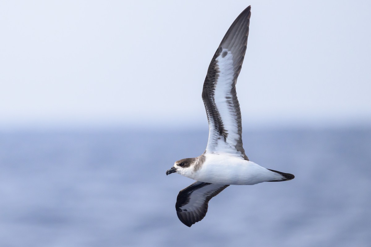 Black-capped Petrel (Dark-faced) - ML637979281