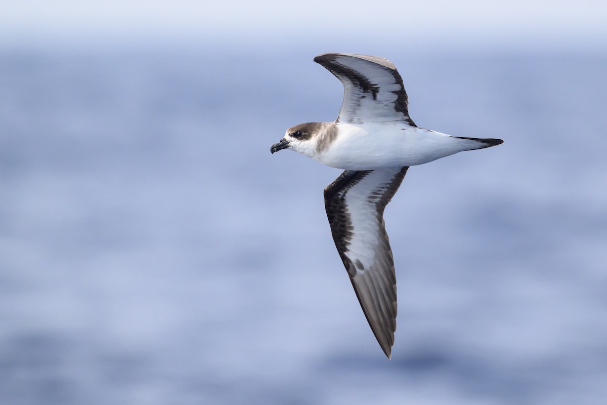 Black-capped Petrel (Dark-faced) - ML637979282