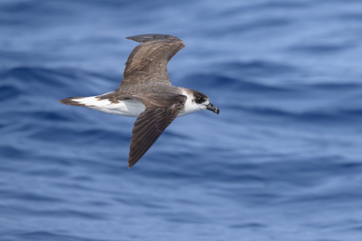 Black-capped Petrel (Dark-faced) - ML637979283