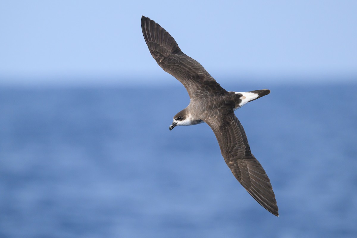 Black-capped Petrel (Dark-faced) - ML637979284