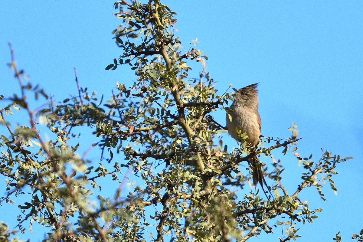 Tufted Tit-Spinetail - ML637979331