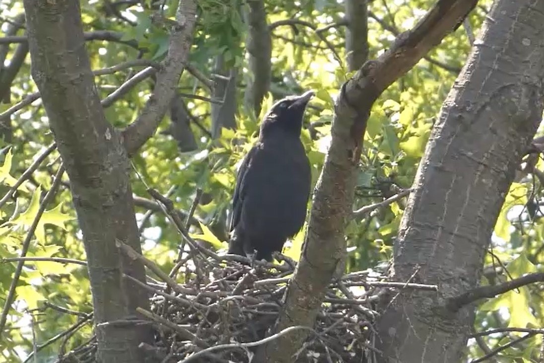American Crow - ML637979360