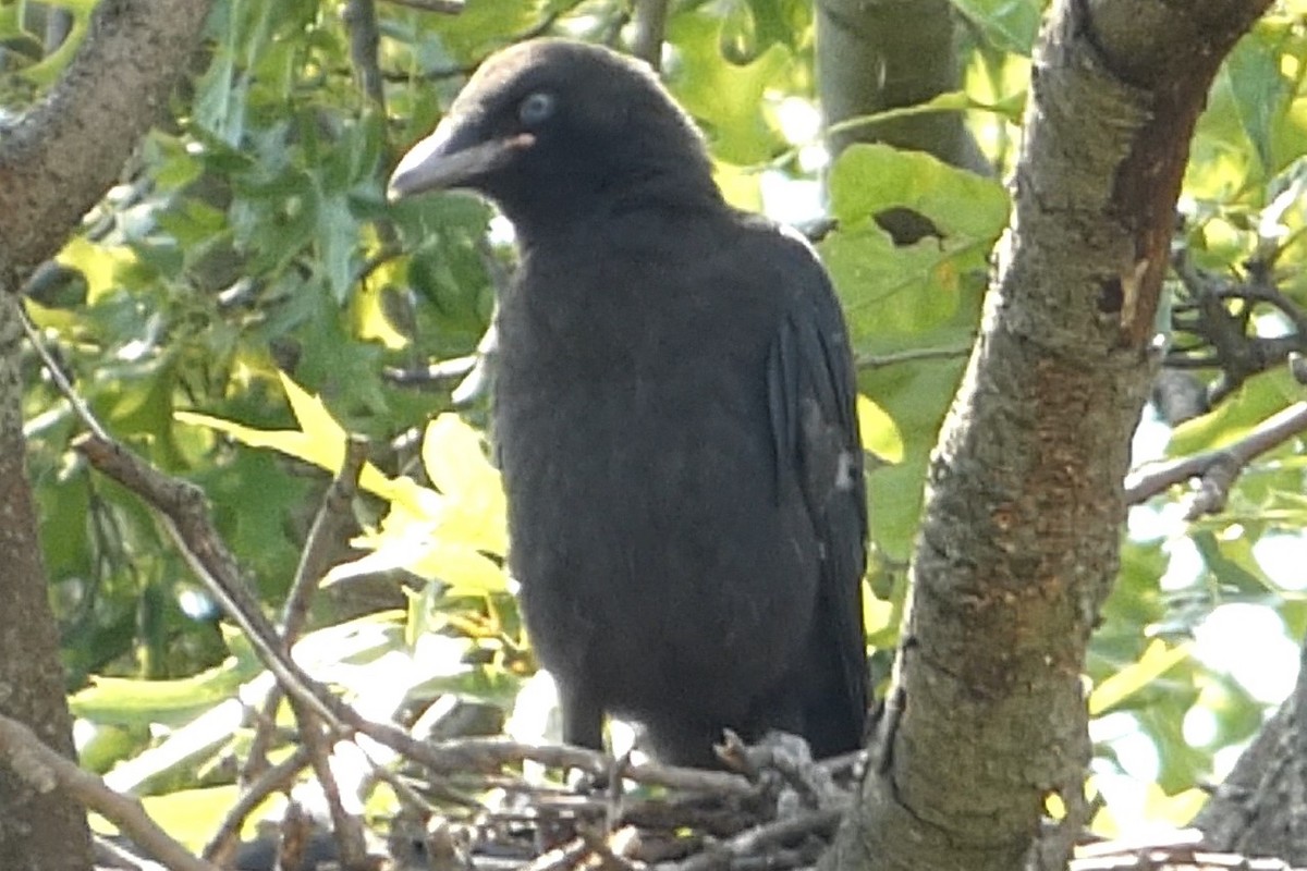 American Crow - ML637979361