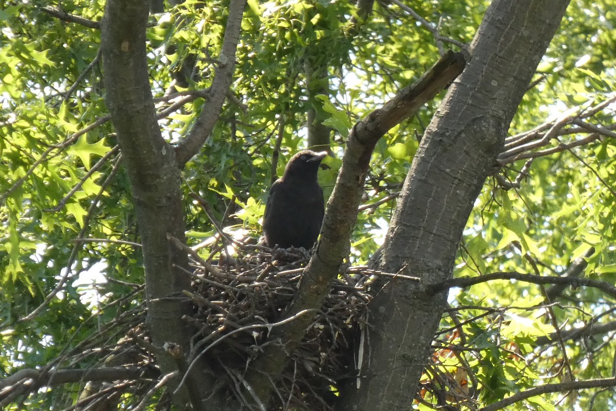 American Crow - ML637979362