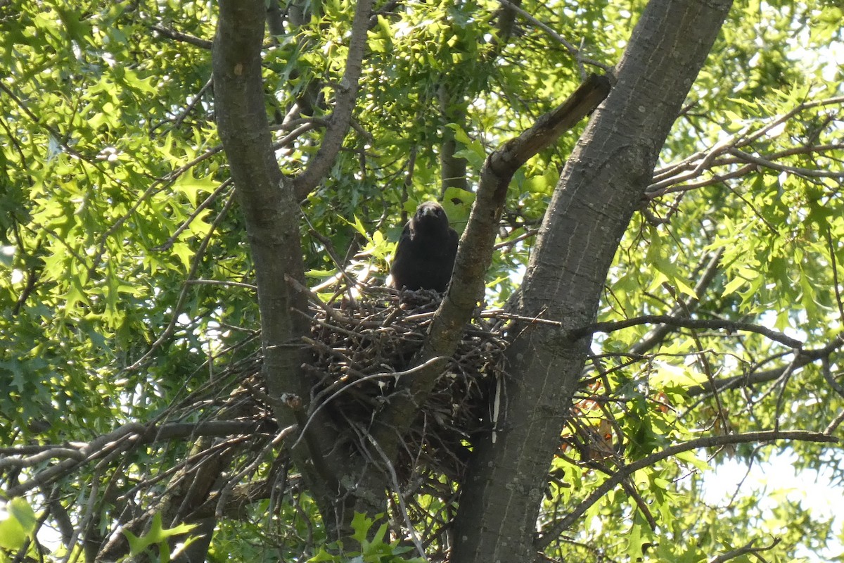 American Crow - ML637979363