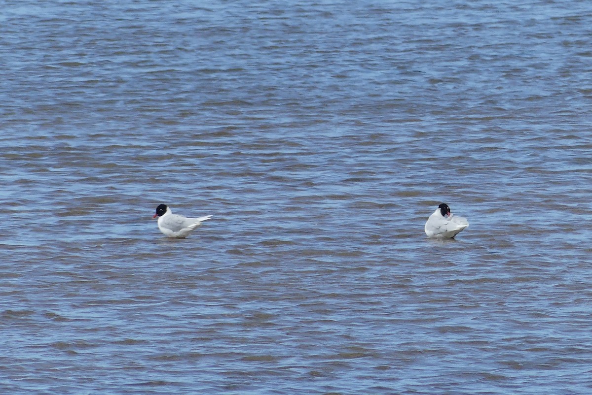 Mediterranean Gull - ML637979365