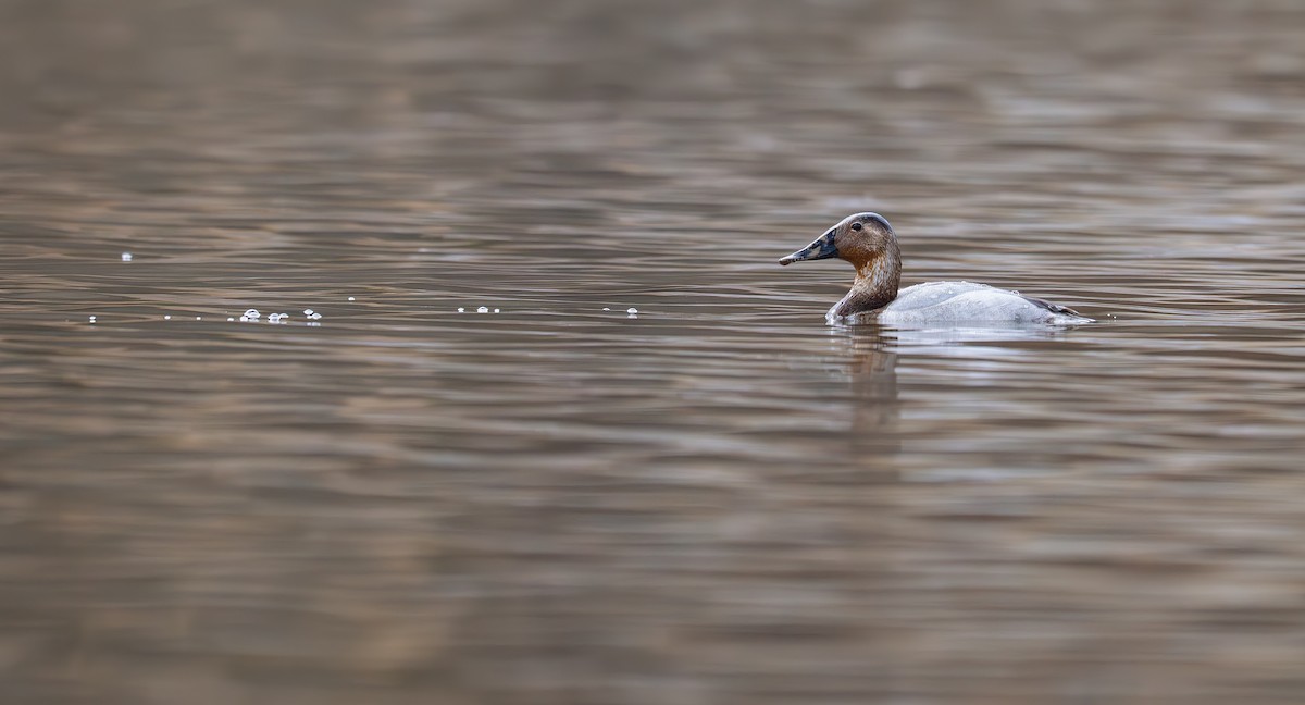 Canvasback - ML637979400