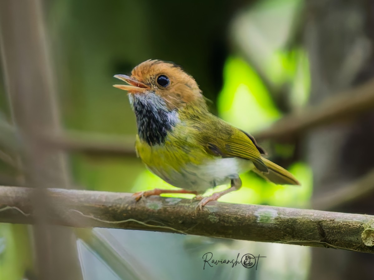 Rufous-faced Warbler - ML637979447