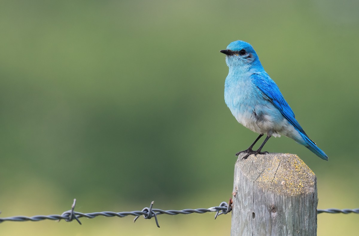 Mountain Bluebird - ML637979516