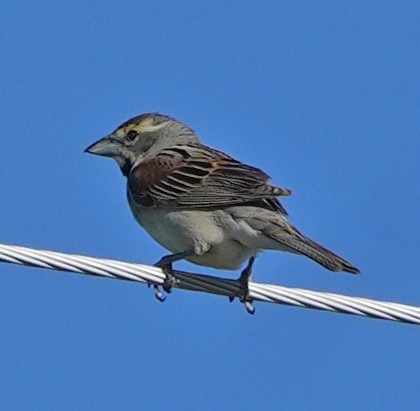 Dickcissel - ML637979539