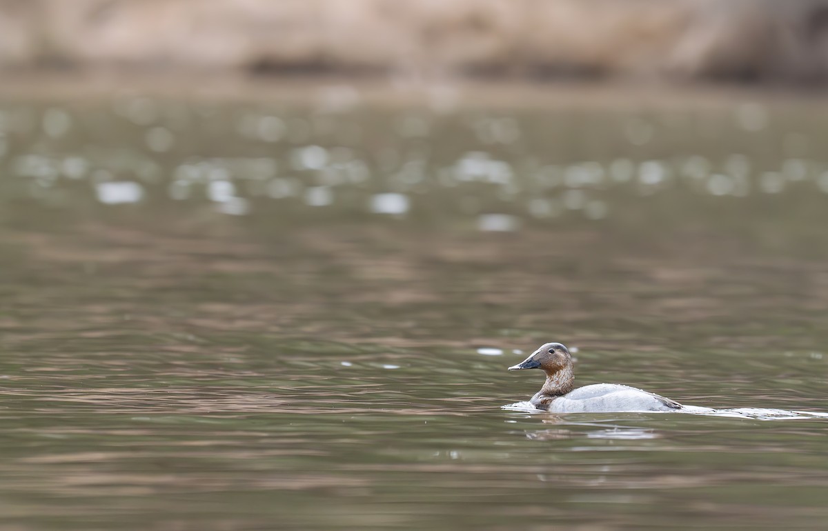 Canvasback - ML637979562