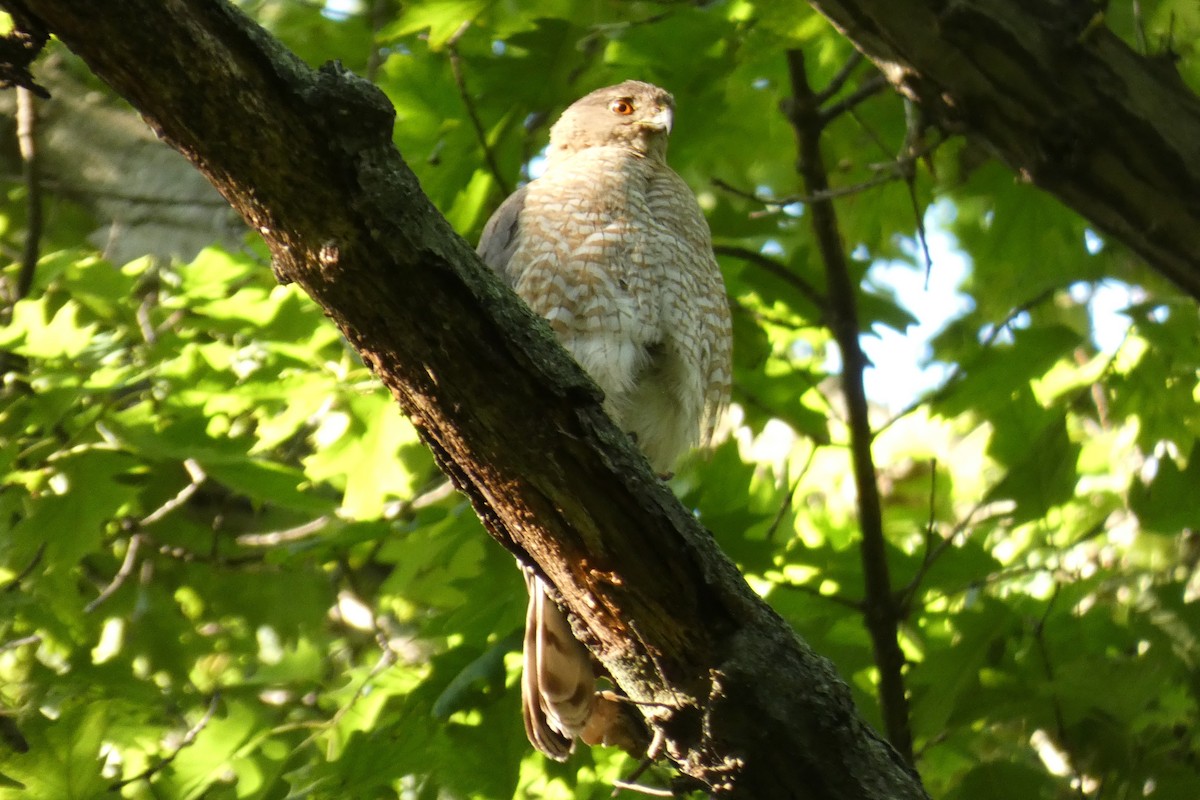 Cooper's Hawk - ML637979589