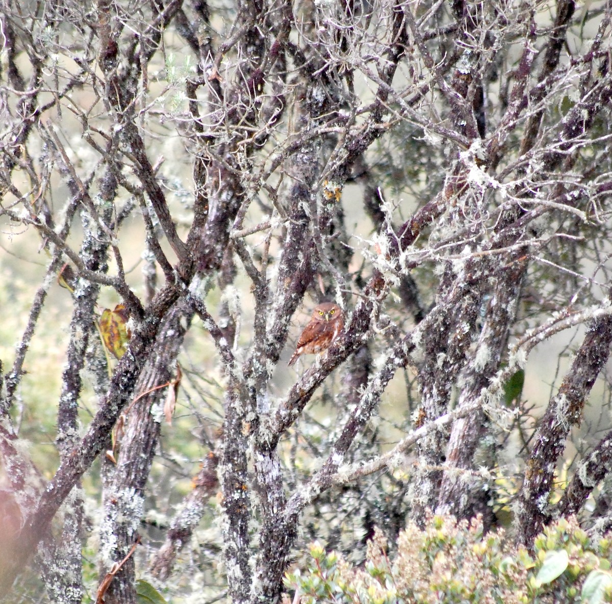 Andean Pygmy-Owl - ML637979601