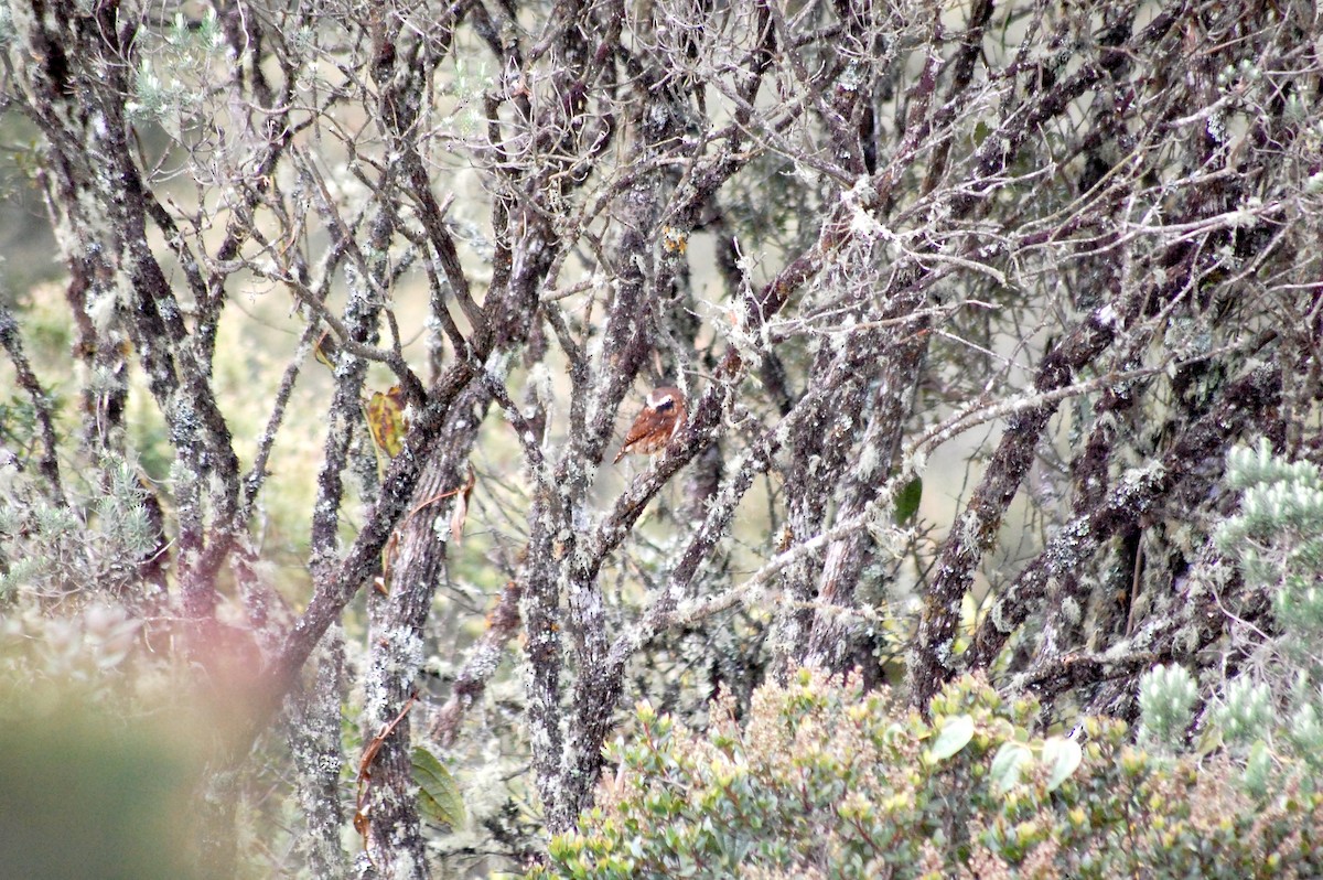 Andean Pygmy-Owl - ML637979602