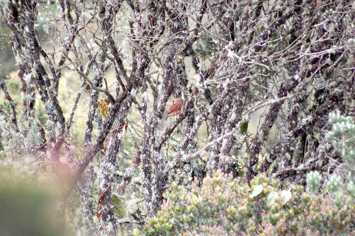 Andean Pygmy-Owl - ML637979603