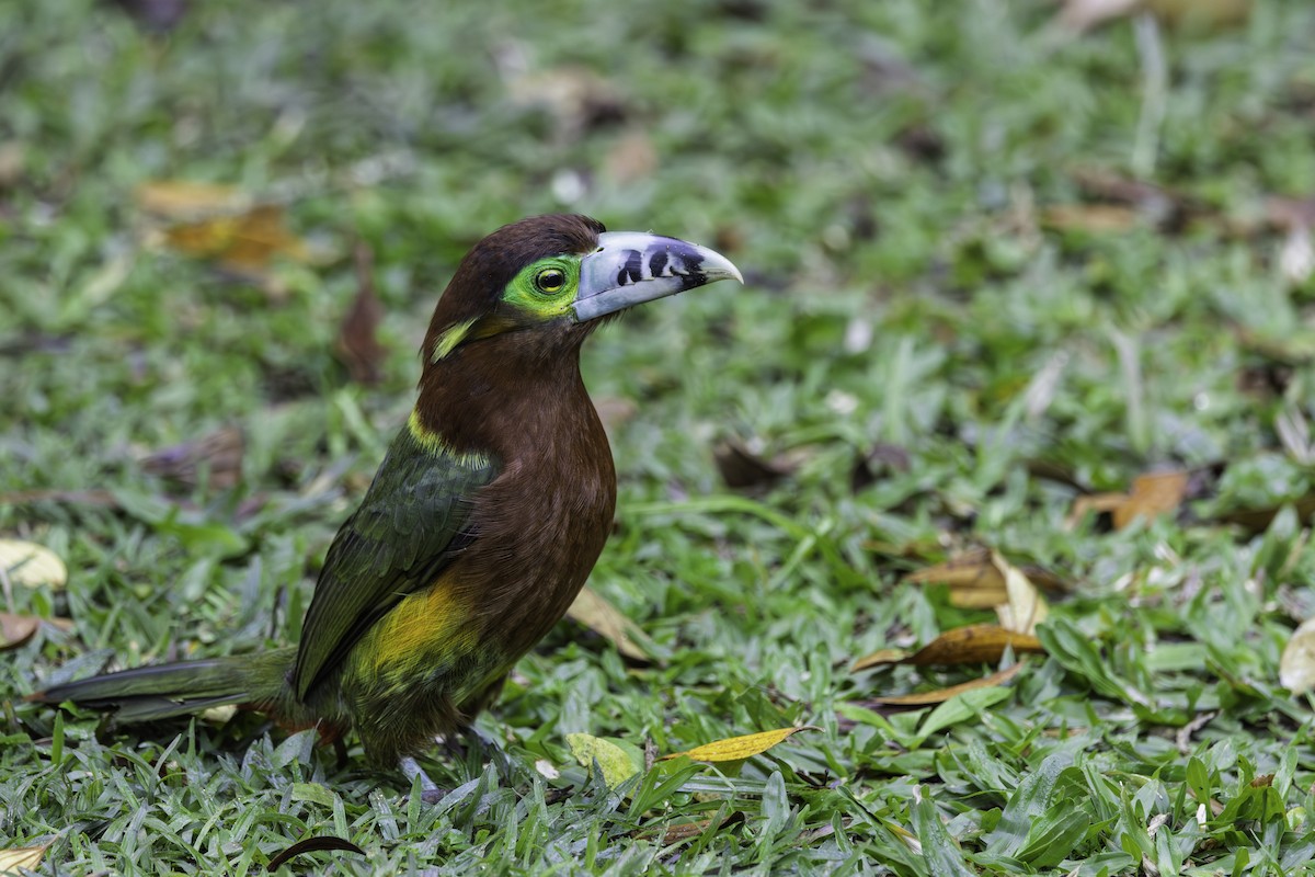 Spot-billed Toucanet - ML637979609