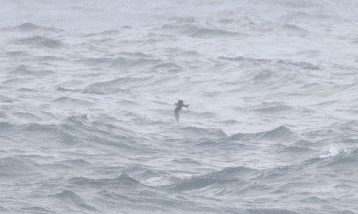 Ashy Storm-Petrel - ML637979637