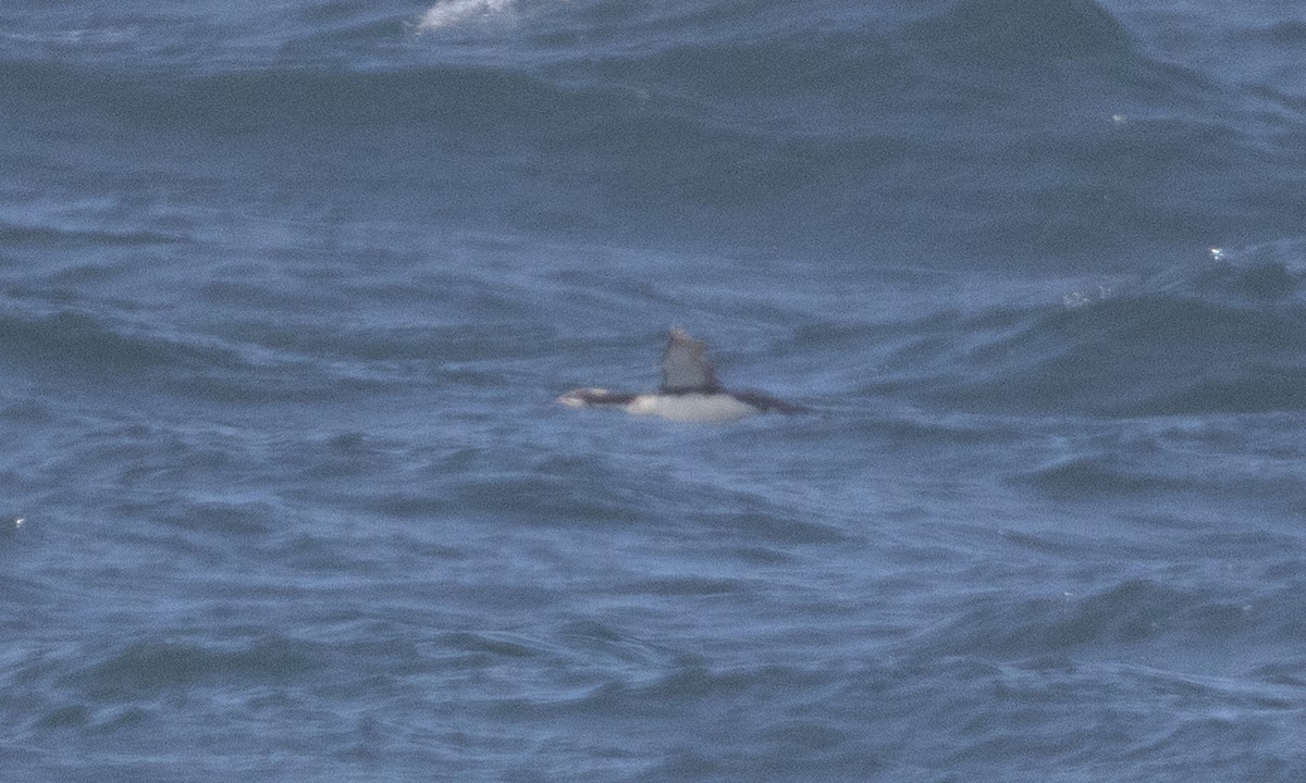 Pacific Loon - ML637979639