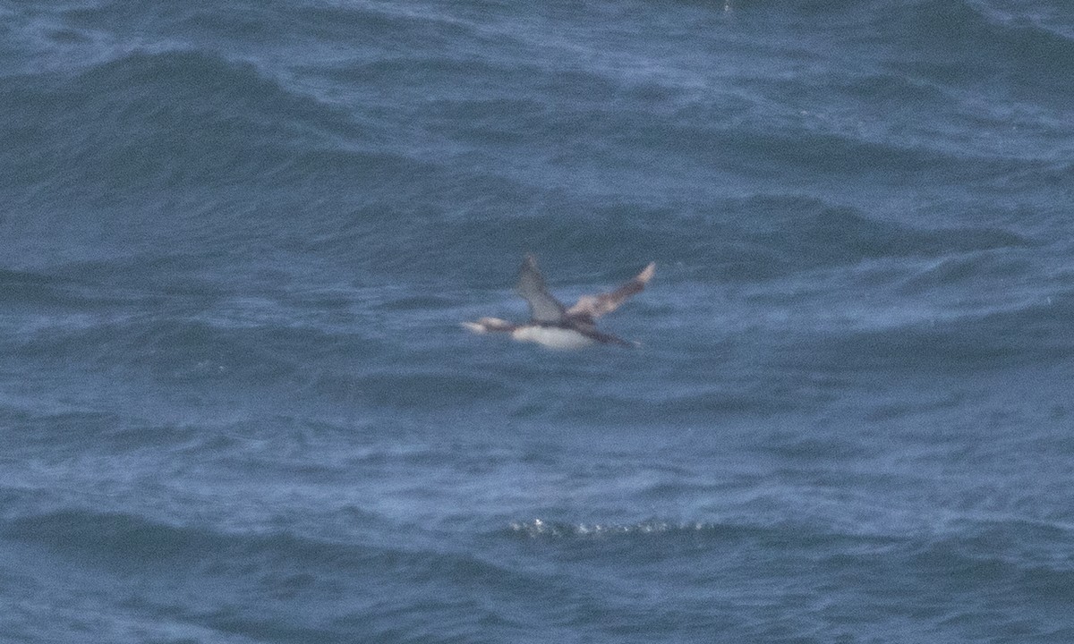 Pacific Loon - ML637979640