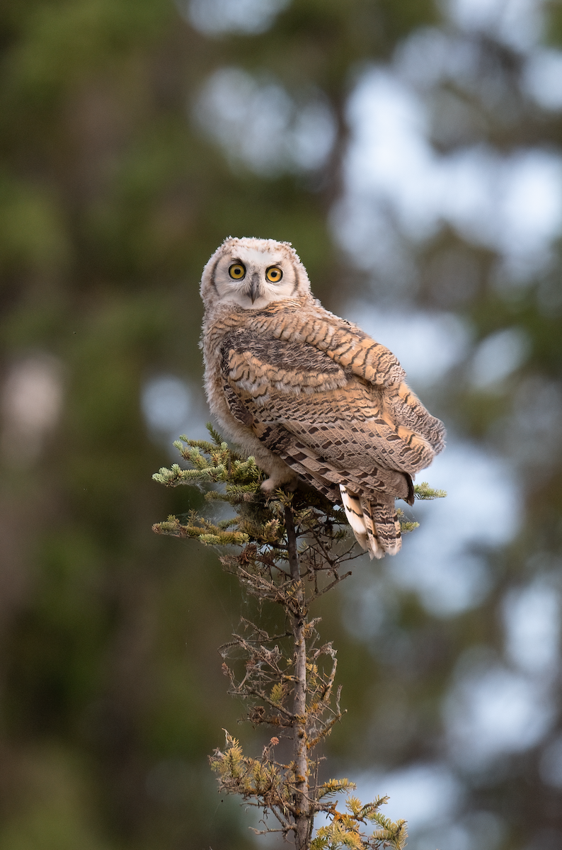 Great Horned Owl - ML637979641