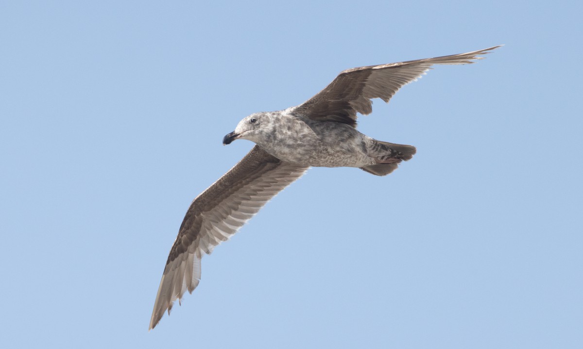 Western Gull - ML637979645