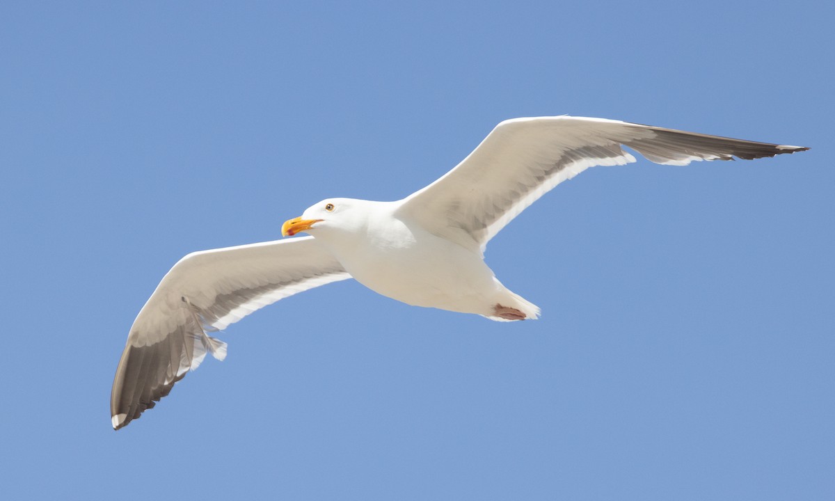 Western Gull - ML637979647