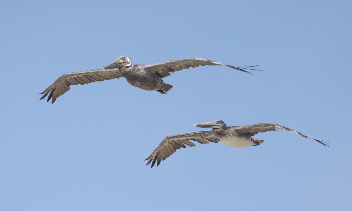 Brown Pelican (California) - ML637979650