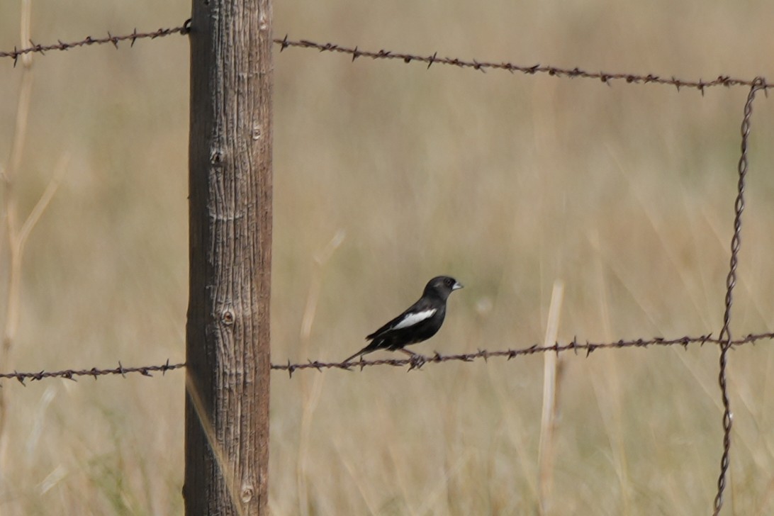 Lark Bunting - ML637979659