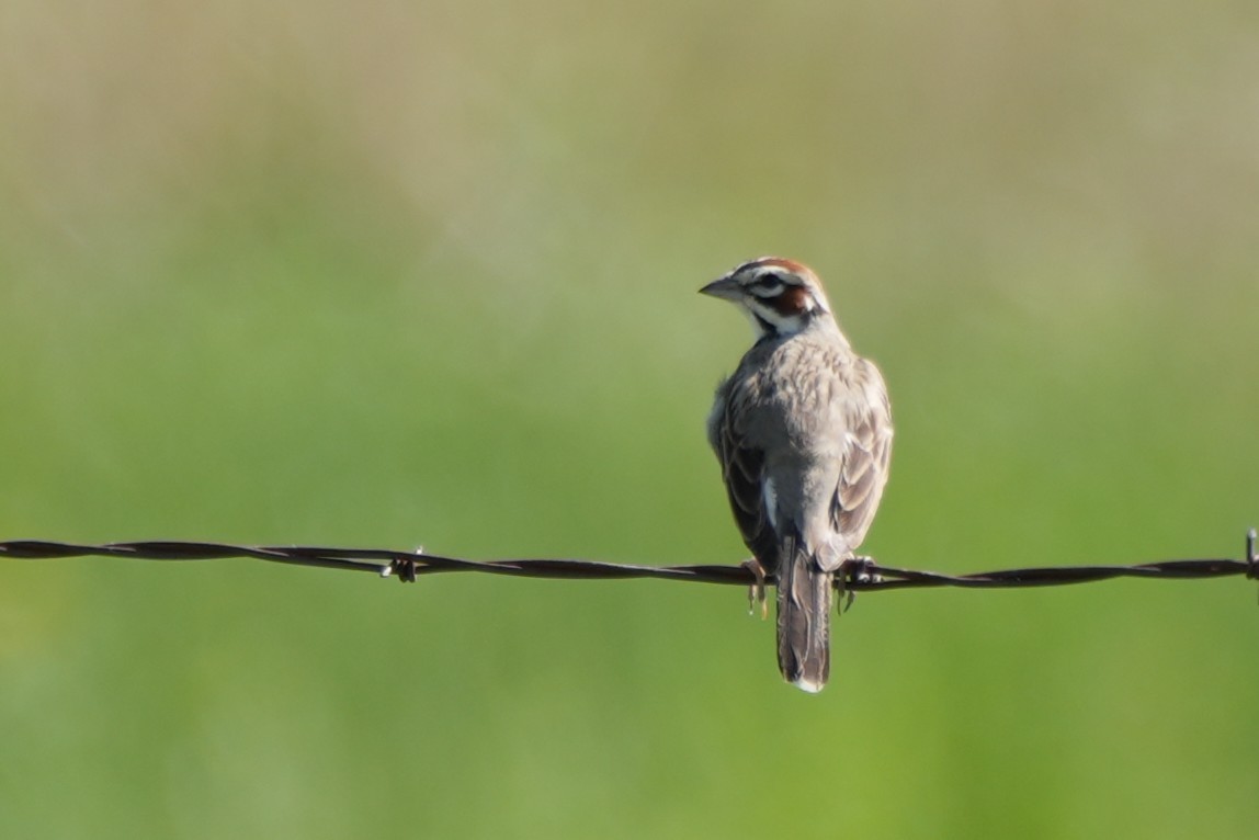 Lark Sparrow - ML637979665