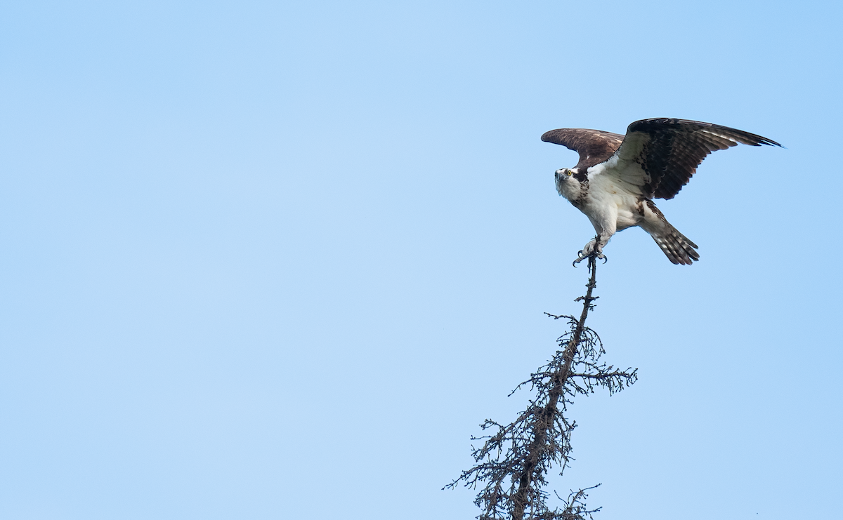 Osprey - ML637979685