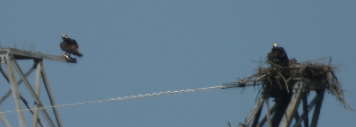 ミサゴ - ML637979700