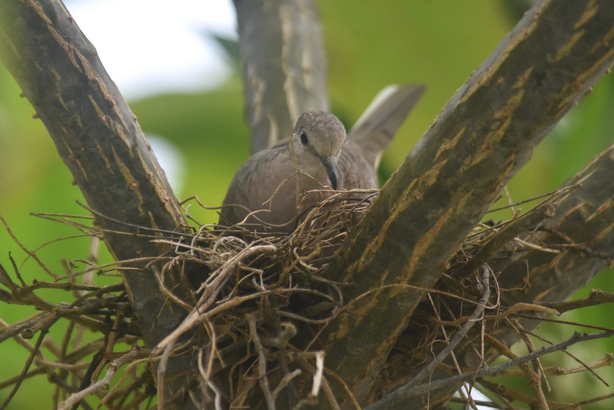 Inca Dove - ML637979701