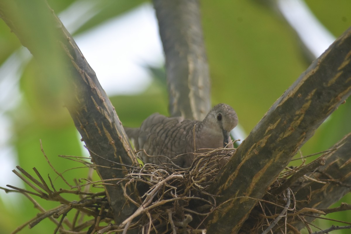 Inca Dove - ML637979702