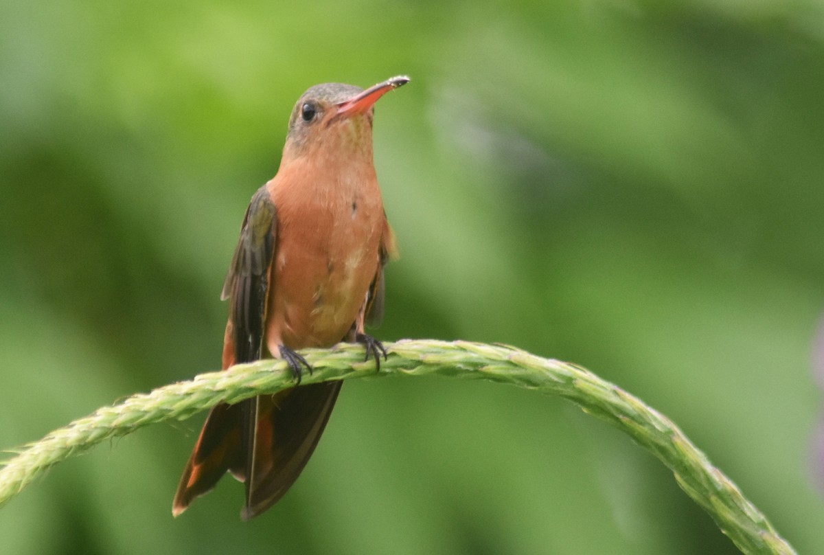 Cinnamon Hummingbird - ML637979725