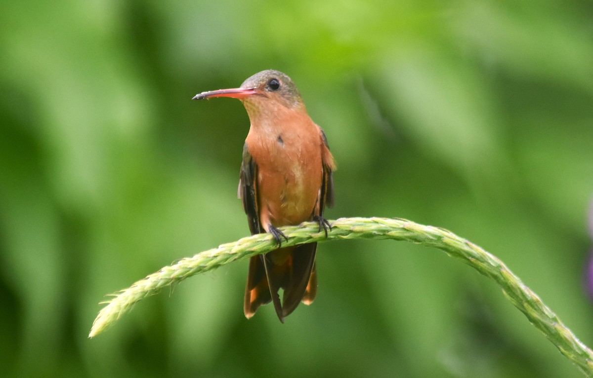 Cinnamon Hummingbird - ML637979726