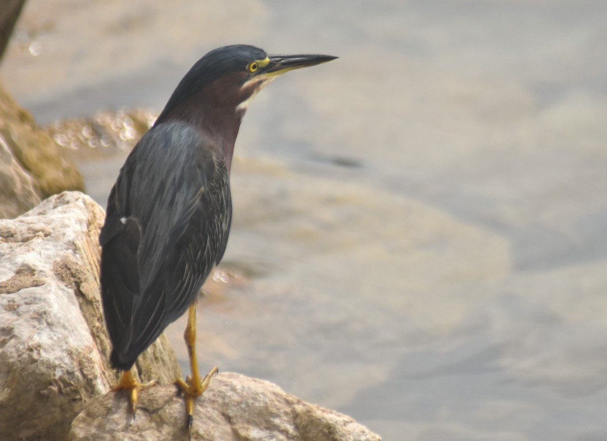 Green Heron - ML637979733