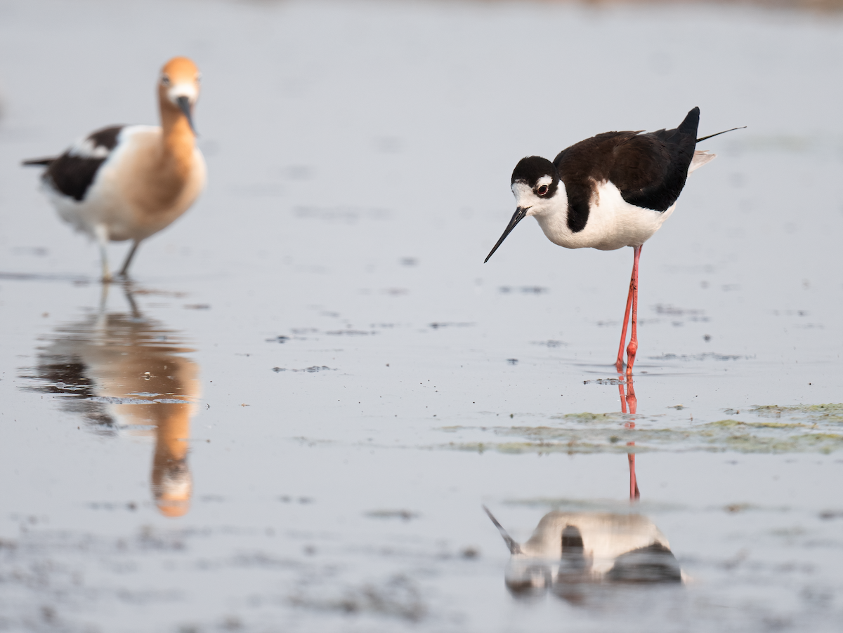 Black-necked Stilt - ML637979734