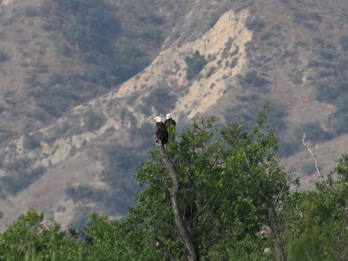 Bald Eagle - ML637979758