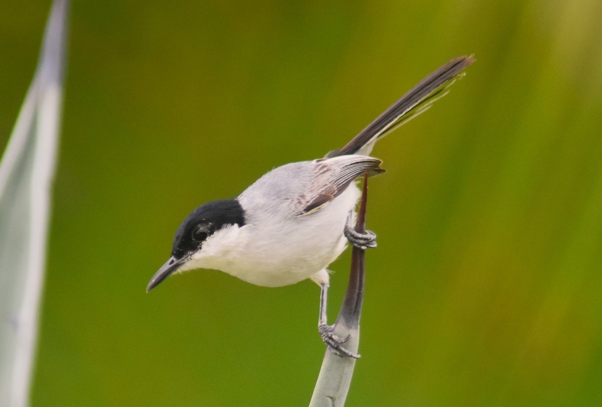 White-lored Gnatcatcher - ML637979767