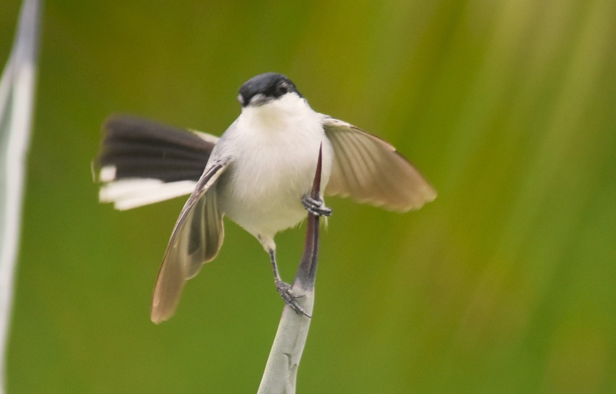 White-lored Gnatcatcher - ML637979769