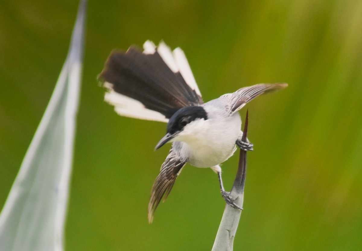 White-lored Gnatcatcher - ML637979770