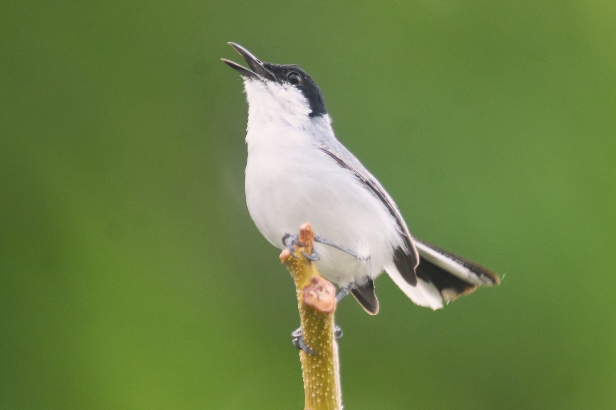 White-lored Gnatcatcher - ML637979771