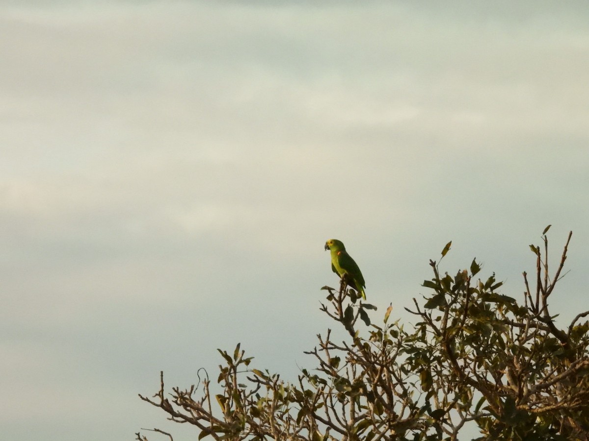 Turquoise-fronted Amazon - ML637979777