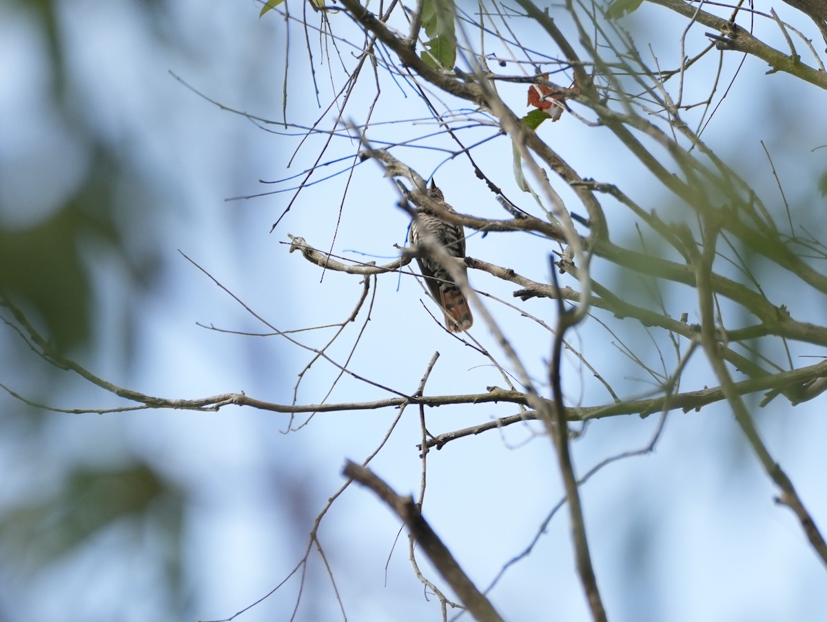 Little Bronze-Cuckoo - ML637979789