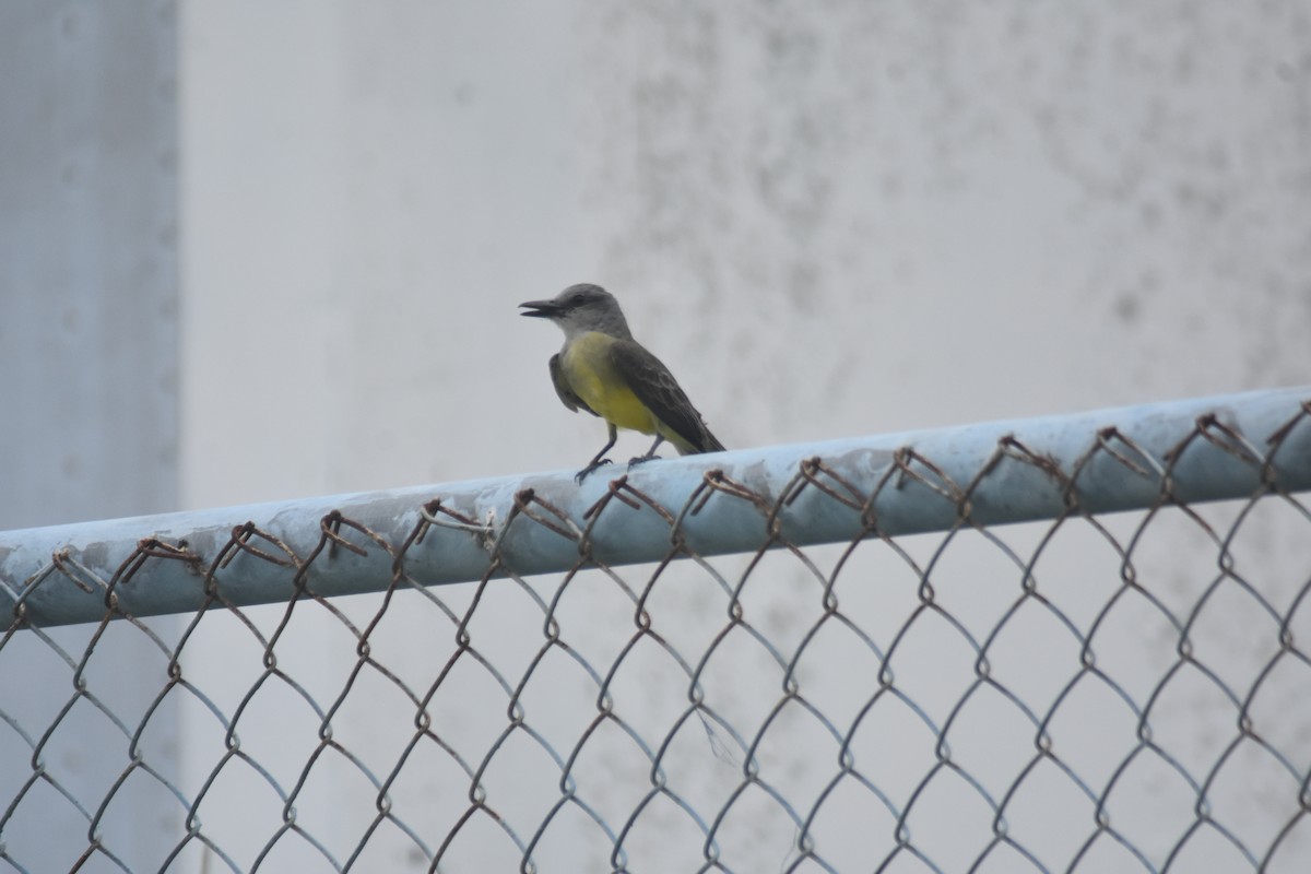 Tropical Kingbird - ML637979792