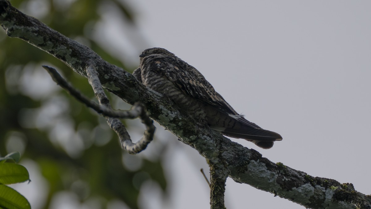 Short-tailed Nighthawk - ML637979808