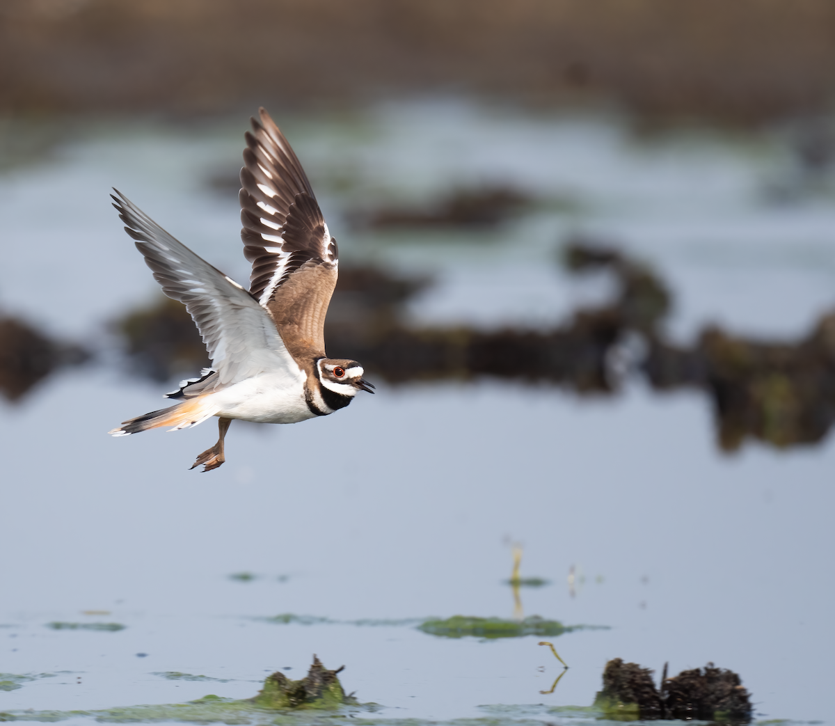 Killdeer - ML637979834