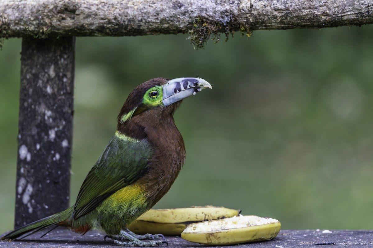 Spot-billed Toucanet - ML637979838