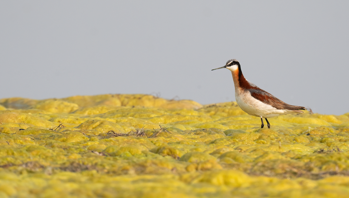 Wilson's Phalarope - ML637979844