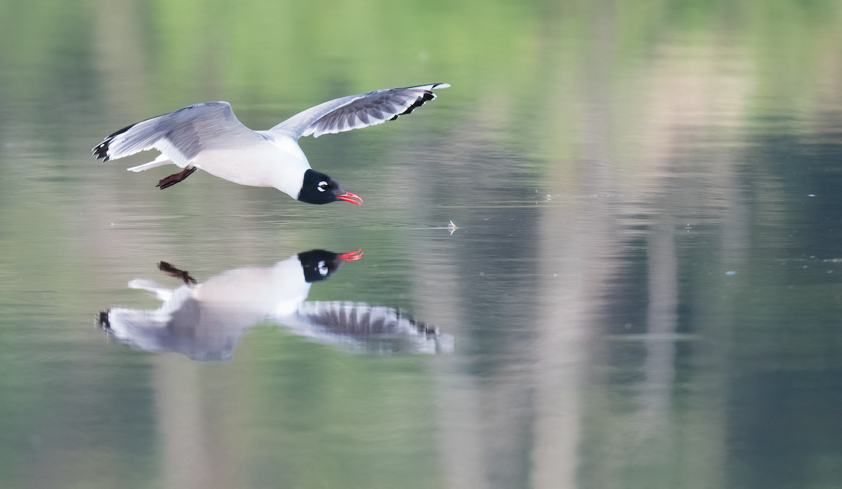 Franklin's Gull - ML637979866